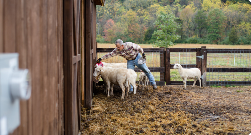 Farmer tending sheep
